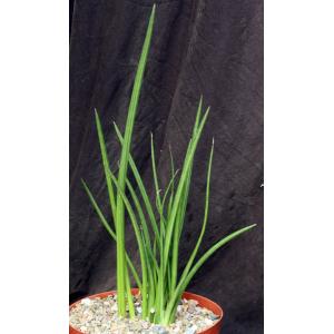 Sansevieria canaliculata (dwarf form) 8-inch pots