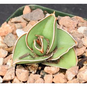Sansevieria disticha (Lav 23154) 4-inch pots