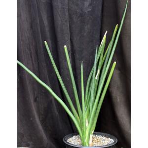 Sansevieria erythraeae 3-gallon pots