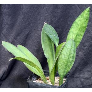 Sansevieria fasciata (patterned leaves) one-gallon pots