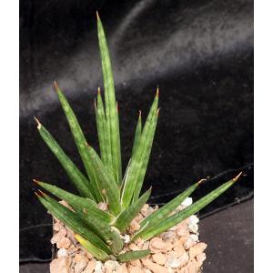 Sansevieria francisii (FKH 432) 5-inch pots