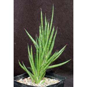 Sansevieria francisii (FKH 432) one-gallon pots