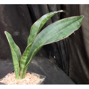 Sansevieria frequens (WY 1146) one-gallon pots