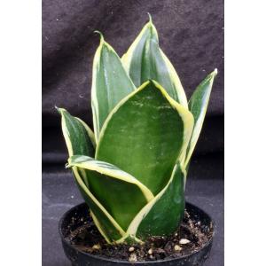 Sansevieria trifasciata var. hahnii cv Black Star 4-inch pots