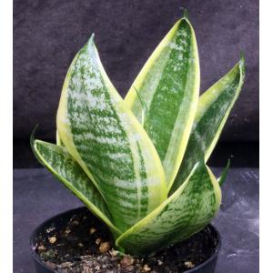 Sansevieria trifasciata var. hahnii cv Midnight Owl 4-inch pots