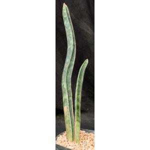 Sansevieria hallii one-gallon pots