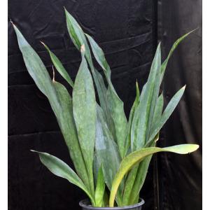 Sansevieria kirkii var. kirkii 5-gallon pots