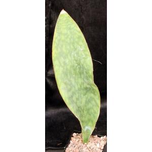 Sansevieria masoniana 5-inch pots