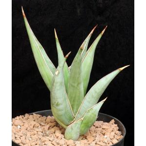 Sansevieria pinguicula 8-inch pots