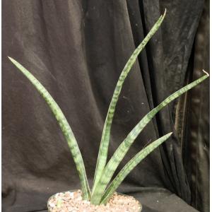 Sansevieria roxburghiana (Sathiyar, India) 8-inch pots