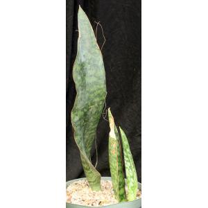 Sansevieria rugosifolia (WY 1194) 8-inch pots