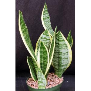 Sansevieria trifasciata cv Futura Superba 6-inch pots