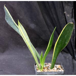 Sansevieria trifasciata cv Forescate 5-inch pots