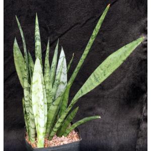 Sansevieria trifasciata cv Grey Lady one-gallon pots