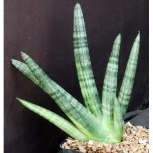 Sansevieria cv Boncel one-gallon pots