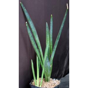 Sansevieria aethiopica cv Alice Wadehofer one-gallon pots