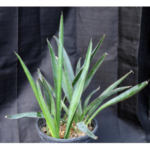 Sansevieria aethiopica cv Alice Wadehofer 2-gallon pots