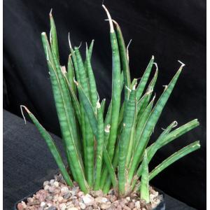 Sansevieria aethiopica (Lav 15348) one-gallon pots