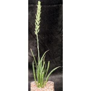 Sansevieria aethiopica (Lav 15348) one-gallon pots