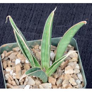 Sansevieria aethiopica (scabrifolia) 4-inch pots