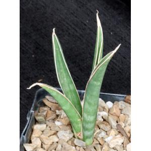 Sansevieria aethiopica (scabrifolia) 5-inch pots