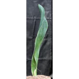 Sansevieria alwitrii (BG 98-293) 17-inch pots