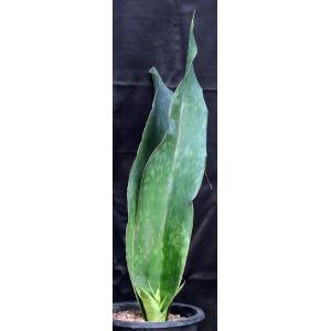 Sansevieria alwitrii (BG 98-293) 5-gallon pots