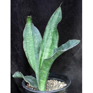 Sansevieria alwitrii (BG 98-293) 2-gallon pots