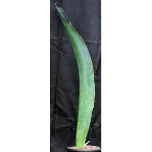 Sansevieria alwitrii (BG 98-293) 2-gallon pots