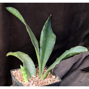 Sansevieria alwitrii (BG 98-293) one-gallon pots