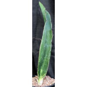 Sansevieria alwitrii (BG 98-293) 2-gallon pots