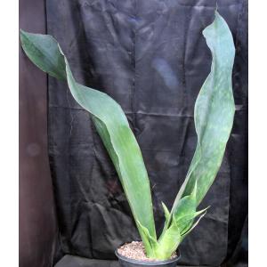 Sansevieria alwitrii (BG 98-293) 5-gallon pots