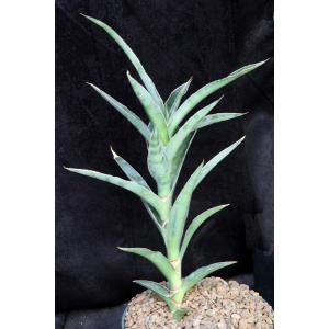 Sansevieria arborescens (Bhitala 1021) 8-inch pots
