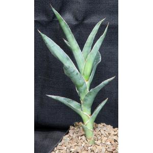 Sansevieria arborescens (Bhitala 1021) one-gallon pots