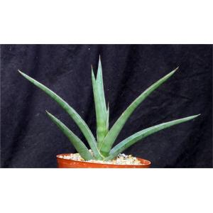 Sansevieria arborescens (Bhitala 1021) 8-inch pots