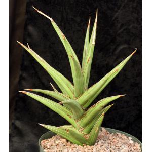 Sansevieria arborescens (Lav 23151) 10-inch pots
