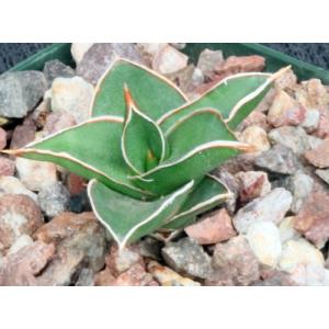 Sansevieria ascendens var. bhwirei (Bhitala 1009) 4-inch pots