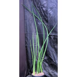 Sansevieria bacularis 3-gallon pots