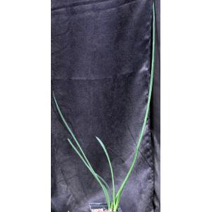 Sansevieria bacularis 5-inch pots