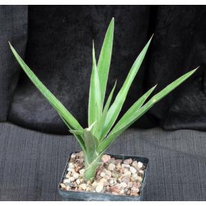 Sansevieria bagamoyoensis 5-inch pots