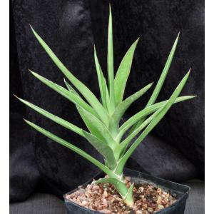 Sansevieria bagamoyoensis one-gallon pots