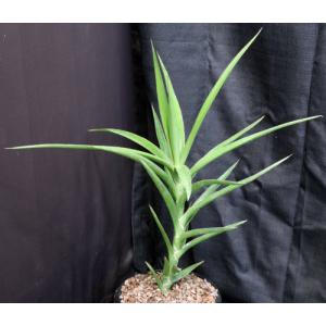 Sansevieria bagamoyoensis (WY 1117) 2-gallon pots