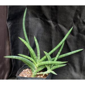 Sansevieria ballyi (ERC 12681) one-gallon pots