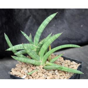 Sansevieria ballyi (Bally 12681) one-gallon pots