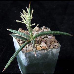 Sansevieria ballyi (Lav 7537) 4-inch pots