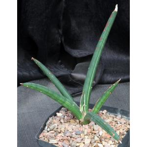Sansevieria ballyi (Lav 7537) one-gallon pots