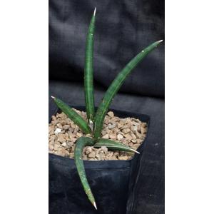 Sansevieria ballyi (Lav 7537) one-gallon pots