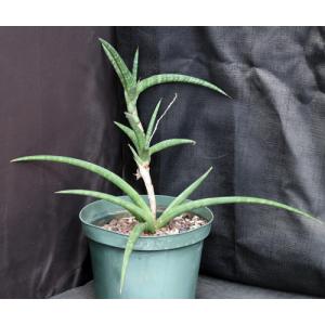 Sansevieria ballyi cv Tom Grumbley 8-inch pots