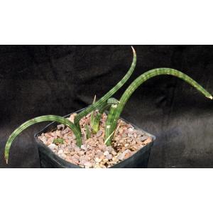 Sansevieria ballyi (Lav 7537) one-gallon pots