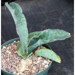 Sansevieria bhitalae 8-inch pots